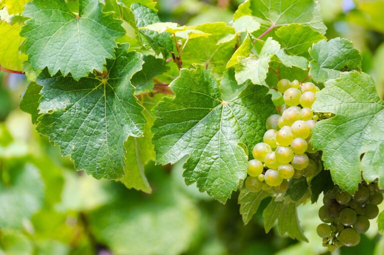 Riesling: Wissenswertes über die weiße Rebsorte