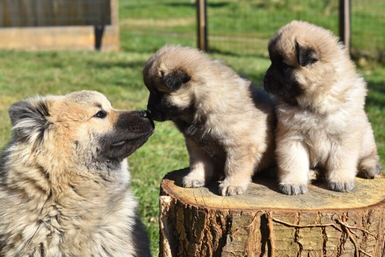 Geschäftsidee für Tierfreunde: Hundezüchter werden und Welpen verkaufen