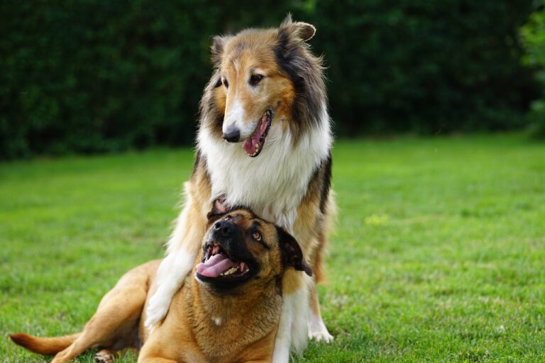 Wurmbefall beim Hund: Symptome und Behandlung