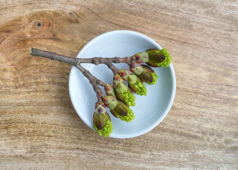 Gemmotherapie – Naturkraft für Körper und Seele: Wie sanfte Heilmethoden den Alltag bereichern können