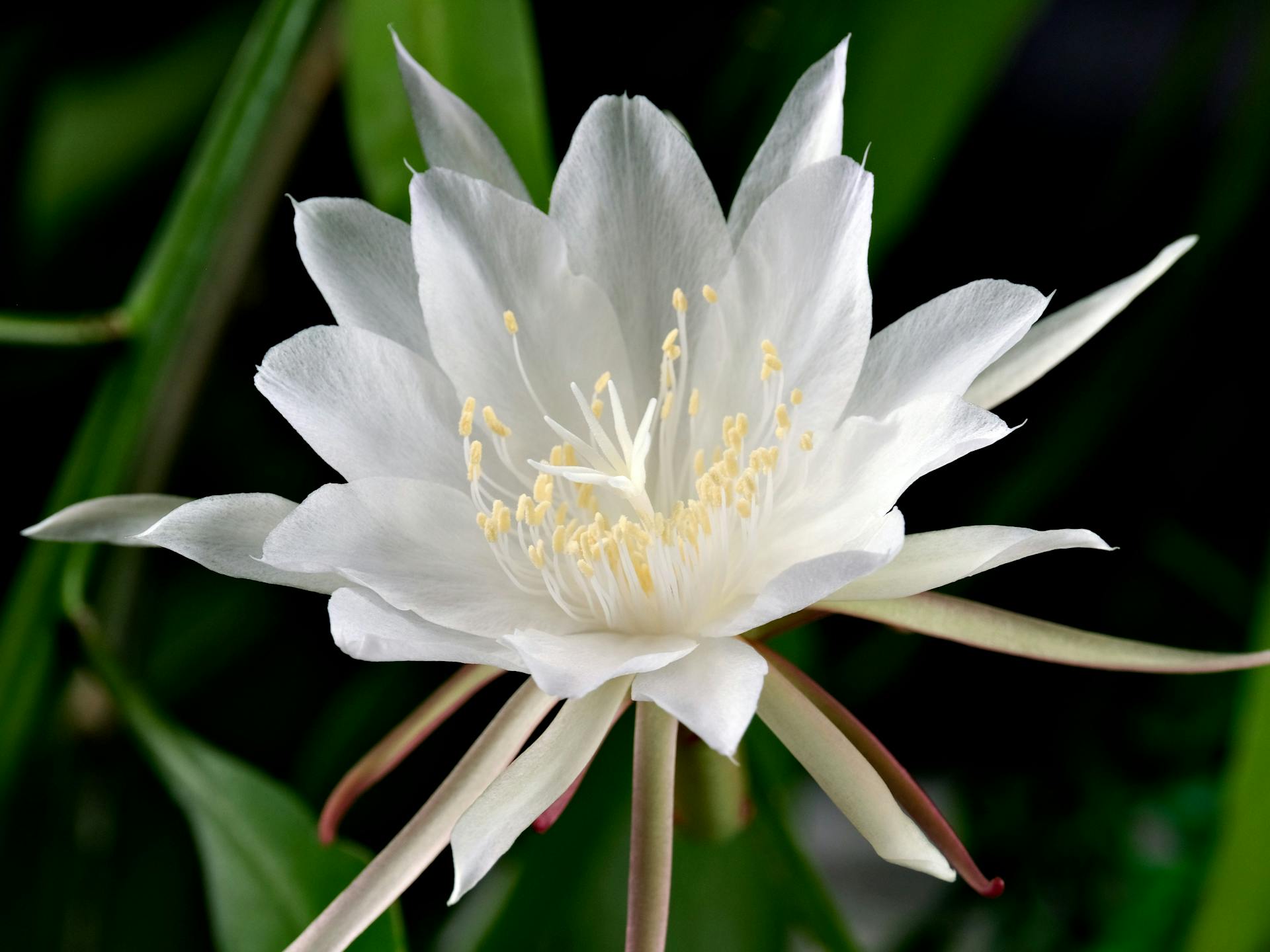 Die teuerste Blume der Welt und der Umgang mit eigenen Pflanzen